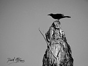 Great-tailed Grackle Variant Photograph by David McKinney Great-tailed Grackle Variant Photograph by David McKinney