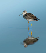 Greater Yellowlegs Art Print #1 Photograph by Denise Johnson