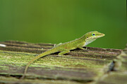 Green Anole   Digital Art by Jerry Dalrymple