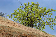 Resilient Tree Growing from Granite at Enchanted Rock Photograph by Brigitte Blanchette Thompson Resilient Tree Growing from Granite at Enchanted Rock Photograph by Brigitte Blanchette Thompson