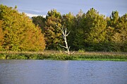 Green Cay wetlands old tree Photograph by David McKinney Green Cay wetlands old tree Photograph by David McKinney