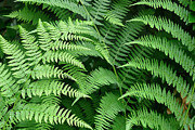 Green ferns in a Seattle garden  Photograph by Steve Estvanik