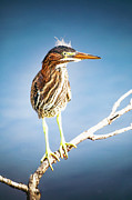 Green Heron 16A Photograph by Sally Fuller