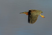 Green Heron Flight Photograph by RD Allen Green Heron Flight Photograph by RD Allen