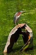 Green Heron on a Rusty Perch Photograph by Victoria Plut