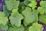 Green Leaves Photograph by Robert Blandy Jr
