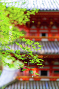 Green maple leaves, red pagoda in background, Japan Photograph by Francesco Riccardo Iacomino