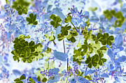 Blooms of Green in Blue Photograph by Missy Joy