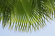 Green palm leaf and blue sky on the beach Photograph by Adriana Mueller