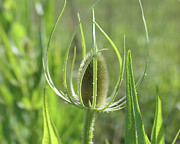 Green teasel bud Photograph by Bentley Davis Green teasel bud Photograph by Bentley Davis