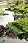 Greener Paths Photograph by Ana V Ramirez Greener Paths Photograph by Ana V Ramirez