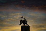 Greeting the Morning Photograph by Bill Posner