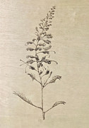 Grevillea Painting by Franci Hepburn