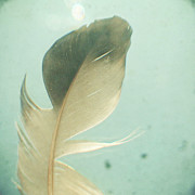 Grey Feather Photograph by Cassia Beck