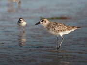 Grey Plover Art Print Photograph by Denise Johnson