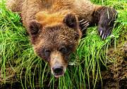 Grizzlies of the Khutzeymateen #1 Photograph by Linda Ryma