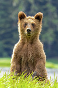 Grizzlies of the Khutzeymateen #5 Photograph by Linda Ryma