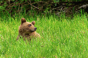 Grizzlies of the Khutzeymateen #6 Photograph by Linda Ryma