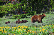 Grizzly 399 and Four Cubs Photograph by Greg Norrell Grizzly 399 and Four Cubs Photograph by Greg Norrell