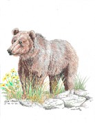 Grizzly Bear Drawing by Kenneth Stock