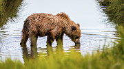 Grizzly bear sipping some water Photograph by Lyl Dil Creations