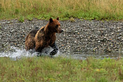Brown Bear Wades through Pack Creek for Salmon Photograph by Nancy Gleason