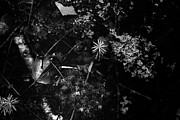Ground Elements Photograph by Sue Capuano