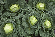 Group of Green Kales Seen From Above Photograph by Cap53