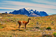 Guanoco in Patagonia Photograph by Bruce Block Guanoco in Patagonia Photograph by Bruce Block