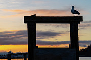 Gull at Sunrise Photograph by Cindy Shebley