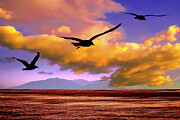 Gulls in Flight at Sunset Digital Art by William Gunn Gulls in Flight at Sunset Digital Art by William Gunn