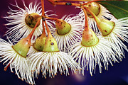 Gum tree blossom 2 Photograph by Rob Lang