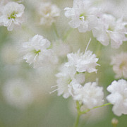 Gypsophila Photograph by Yvonne Johnstone