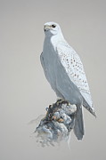 Gyrfalcon vignette  Painting by Barry Kent MacKay