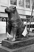 Hachiko - The Loyal Dog of Shibuya Tokyo Photograph by Matthias Hauser Hachiko - The Loyal Dog of Shibuya Tokyo Photograph by Matthias Hauser