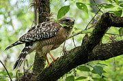 Hawk Photograph by Neil Shapiro