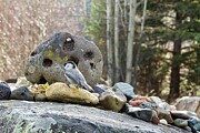 Hagstone and Chickadee Photograph by Nicola Finch Hagstone and Chickadee Photograph by Nicola Finch