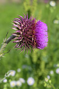 Half opened thistle Photograph by Bentley Davis Half opened thistle Photograph by Bentley Davis