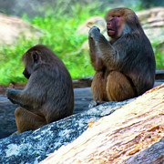 Hamadryas Baboon Sitting On Rocks Photograph by Flees Photos