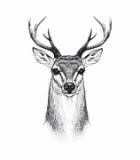 Hand drawn deer Drawing by Mounir Khalfouf