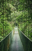 Hanging Bridge in the Cloud Forest Photograph by Nicklas Gustafsson