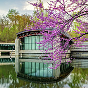 Hanging Redbuds Over Crystal Bridges - Northwest Arkansas Photograph by Gregory Ballos