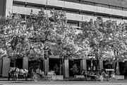 Hansom Cabs - black and white Photograph by Deb Beausoleil