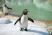 Happy Dance Photograph by Stacy Abbott