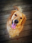 Happy Golden Retriever Photograph by Dan Sproul Happy Golden Retriever Photograph by Dan Sproul
