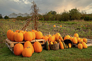 Happy Thanksgiving Pumpkins Photograph by Marilyn Cornwell Happy Thanksgiving Pumpkins Photograph by Marilyn Cornwell
