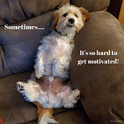 Hard to Get Motivated Photograph by Cindy's Creative Corner Hard to Get Motivated Photograph by Cindy's Creative Corner
