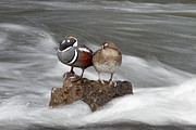 Harlequin Ducks, Yellowstone River, Yellowstone National Park Photograph by The Yellowstone Collection