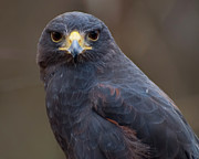 Harris Hawk Photograph by Flees Photos Harris Hawk Photograph by Flees Photos