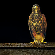 Harris Hawk s2031 Photograph by Mark Myhaver